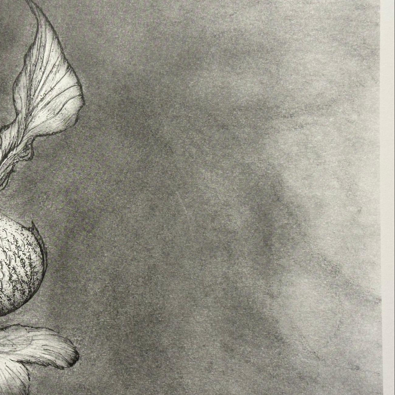 Red Herring | Limited edition Art Print
